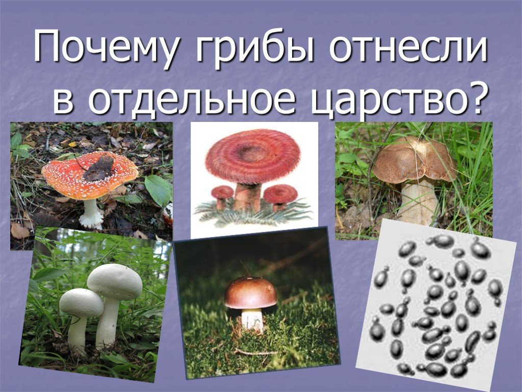 Активный образ жизни относится к грибам. Царство грибов. Грибы отдельное царство. Среда обитания грибов. Среда обитания царства грибов.