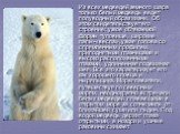 Из всех медведей земного шара только белый медведь ведет полуводный образ жизни. Об этом свидетельствует его строение: узкое обтекаемой формы туловище, широкие лапы-«весла», узкая голова со спрямленным профилем, приподнятыми глазницами и высоко расположенными глазами, удлиненная подвижная шея. Все э