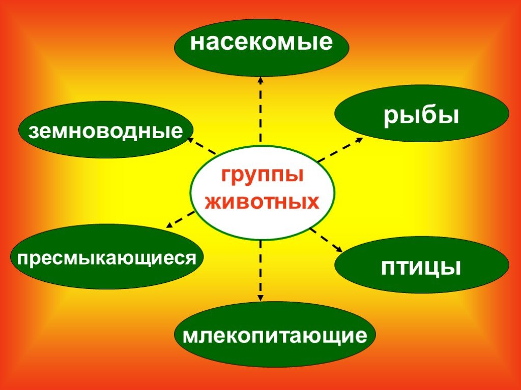 Группы животных презентация. Группы животных. Группы живого. Группы животных рыбы птицы земноводные пресмыкающиеся.