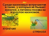 НО ! Среди насекомых встречаются и такие, у которых не бывает куколки, а личинка похожа на взрослое насекомое. КУЗНЕЧИК СТРЕКОЗА