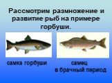 Рассмотрим размножение и развитие рыб на примере горбуши. самка горбуши. самец в брачный период