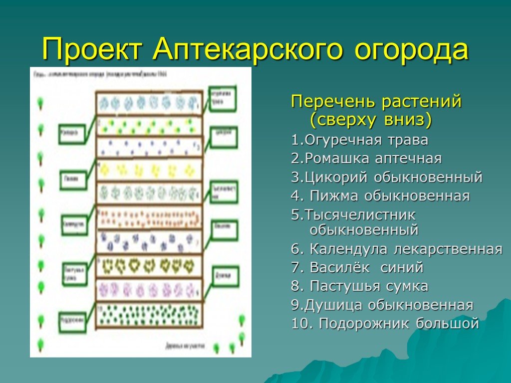 Как организовать аптекарский огород на даче схема