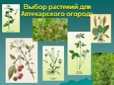Выбор растений для Аптекарского огорода