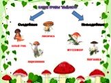 Какие грибы бывают? Несъедобные Съедобные