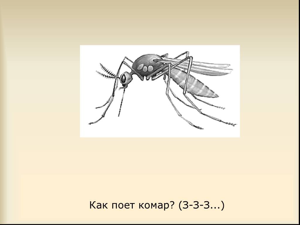 Звук комара. Как поет комар. Большой и маленький комар. Как поют комарики.