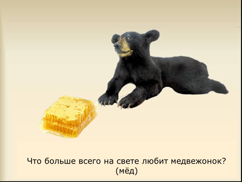 Медовый мишка 34 глава. Медвежонок любит мед. Медведь с медом. Медвежонок с медом. Что любит медведь.