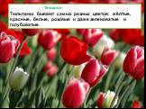 Тюльпан Тюльпаны бывают самых разных цветов: жёлтые, красные, белые, розовые и даже зеленоватые и голубоватые.