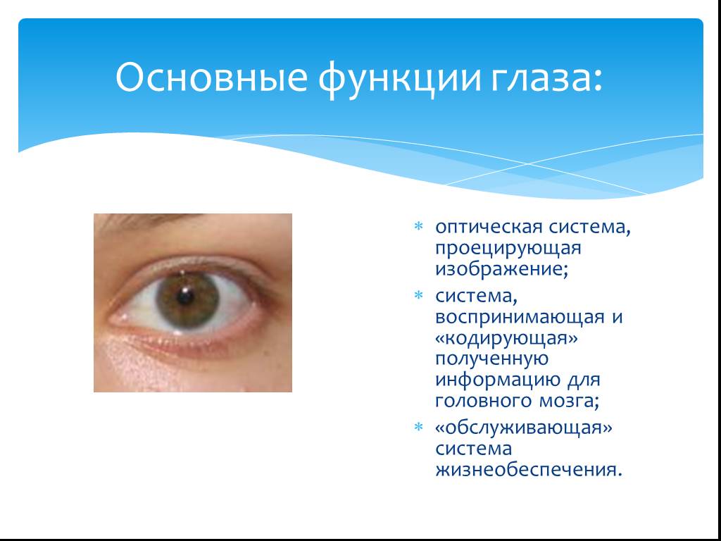 Какие функции выполняют следующие структуры глаза. Функции глаза. Основные функции глаза. Функции глаза человека. Основная функция глаза.