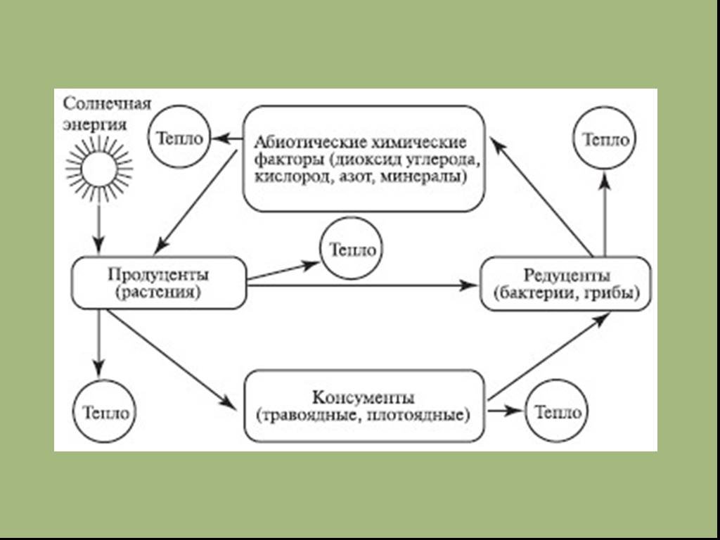 Схема передачи веществ и энергии по цепям питания в природной экосистеме