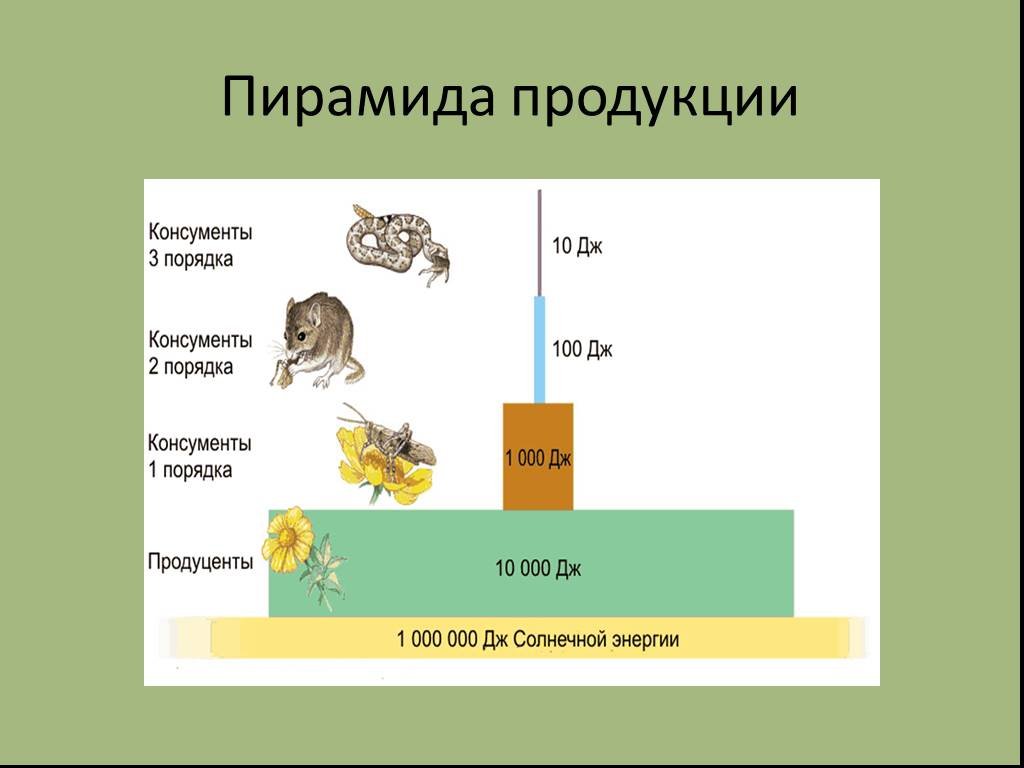 Консументы порядки. Пирамида энергии (продукции). Пирамида продукции и поток энергии в экосистемах. Поток энергии и цепи питания. Пищевая пирамида энергии биология.