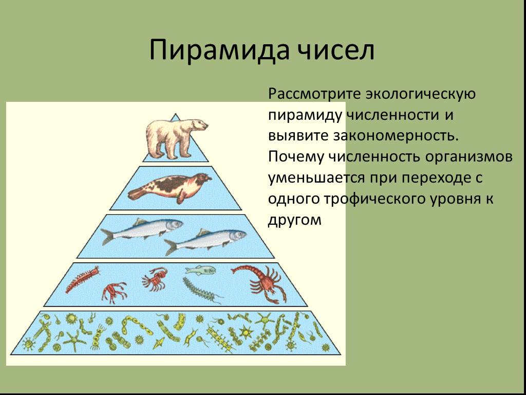 Различные экологические пирамиды и соотношения организмов на каждой их ступени проект