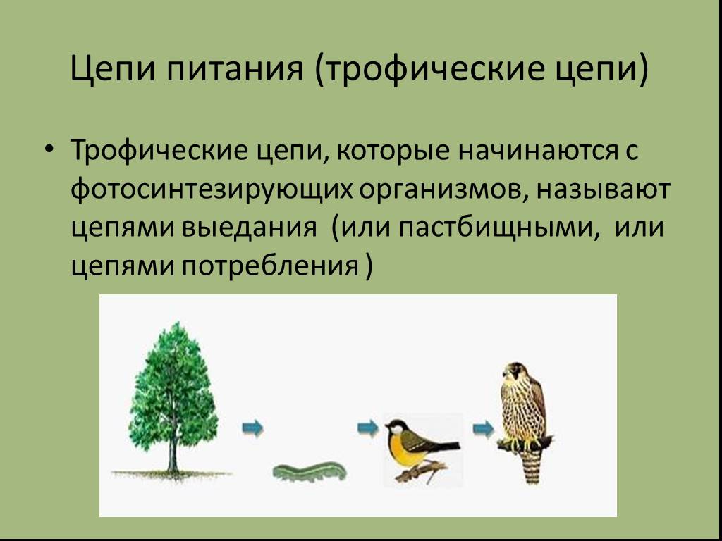 Презентация по теме цепи питания поток энергии 7 класс