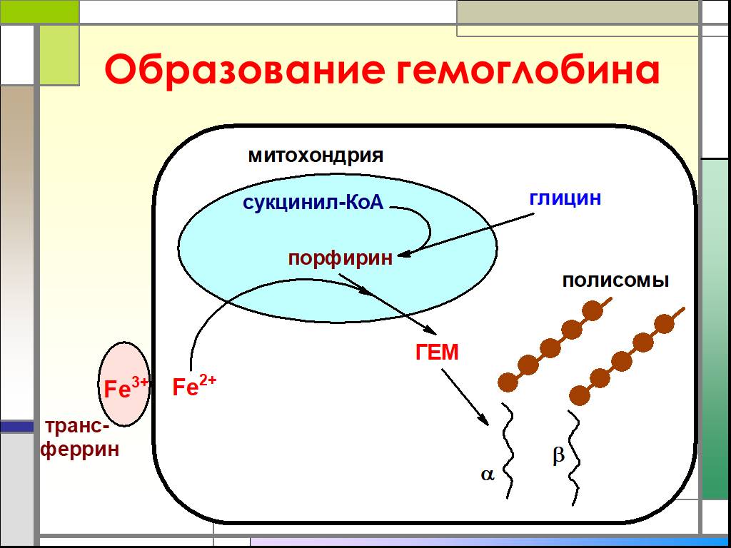 Гемоглобин образуется в результате. Схема синтеза гемоглобина. Образование гемоглобина биохимия. Схема образования гемоглобина. Схема формирования гемоглобина.