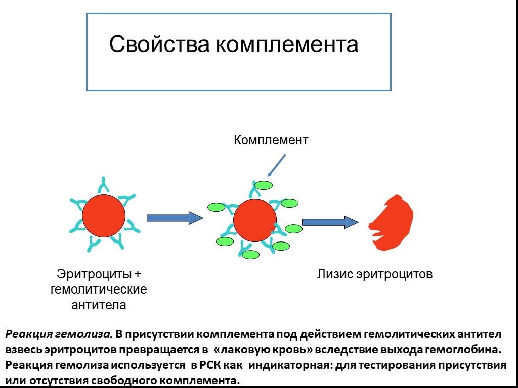 Реакция иммунного гемолиза. Реакции иммунного гемолиза компоненты. Реакция иммунного гемолиза контроли. Реакция иммунного лизиса схема. Механизм.реакция радиального гемолиза.