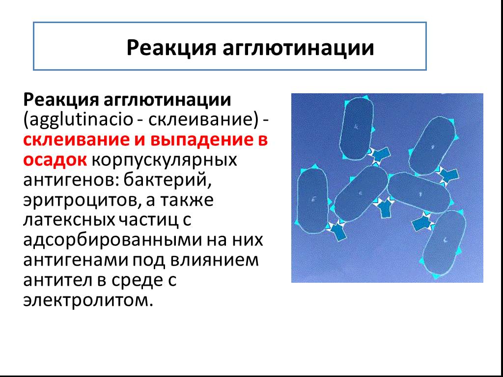 Реакция агглютинации микробиология схема