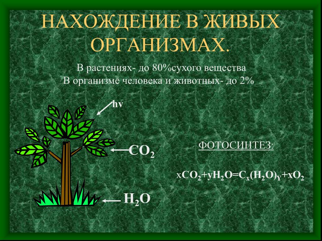 Основания в живых организмах. Сухое вещество растений. Классификация углеводов с примерами. Трава сухое вещество. Накопление сухого вещества растением.