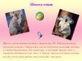 Мишка коала. Мишка коала живет только в Австралии. Из 300 эвкалиптов, которые растут в Австралии, коала питается листьями только 12 видов эвкалиптов. Его зовут еще плюшевый мишка, что в переводе обозначает «не пью». С дерева мишка сползает только тогда, когда надо найти свой «другой» эвкалипт.