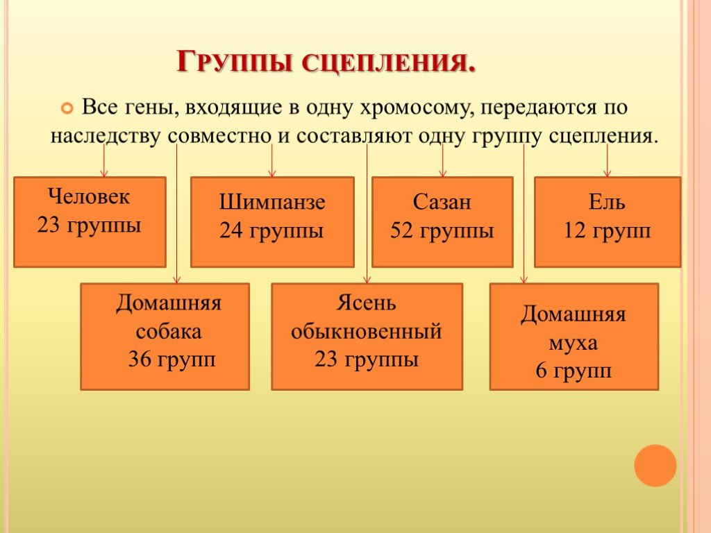 Представили какой группы. Группы сцепления генов у человека. Группы сцепления и карты хромосом у человека. Группа сцепления это. Примеры групп сцепления.