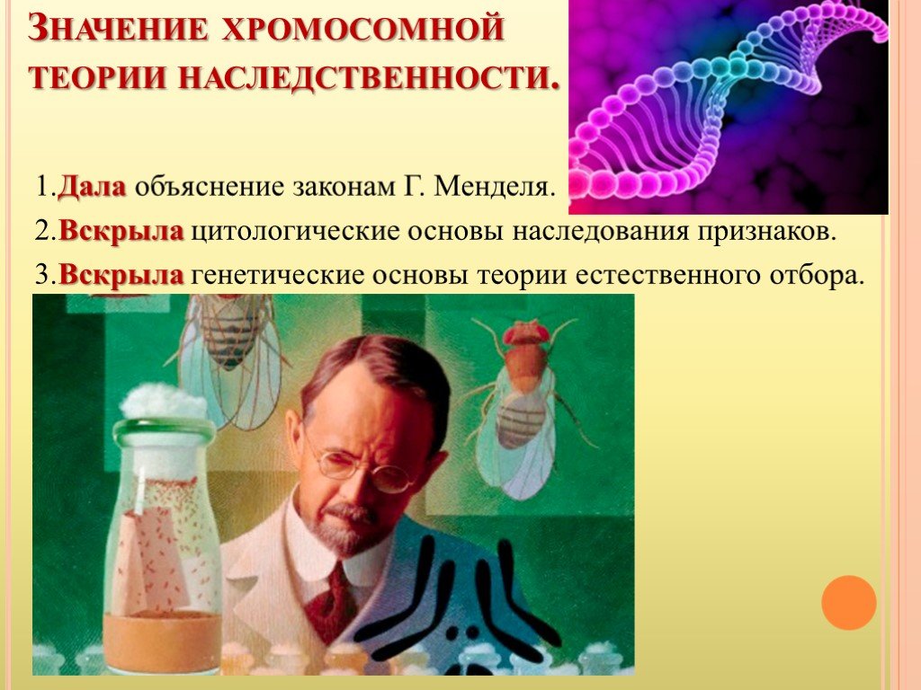 Генетик основа. Значение хромосомной теории наследственности. Хромосомная теория наследственности генетика. Хромосомная теория наследственности Менделя. Цитологические основы наследственности хромосомная теория.