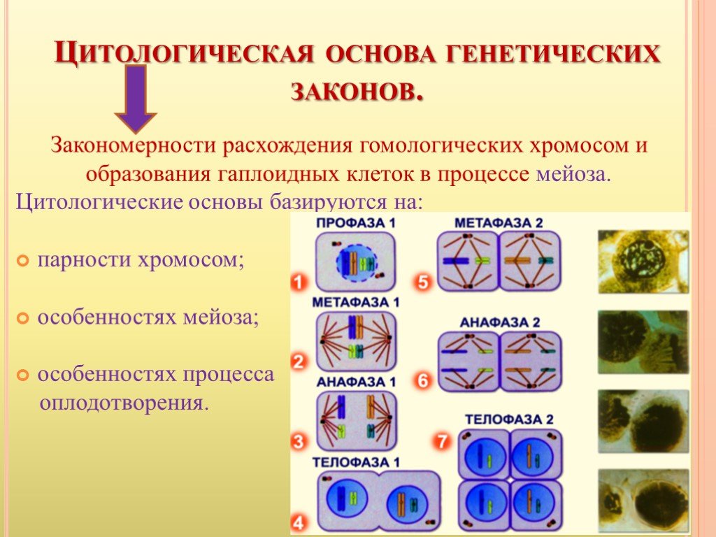 Генетика проект по биологии 9 класс