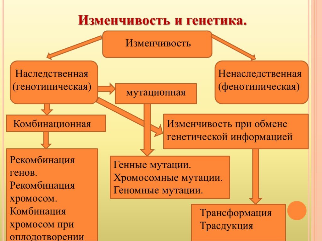 Изменчивость наследственная и ненаследственная схема