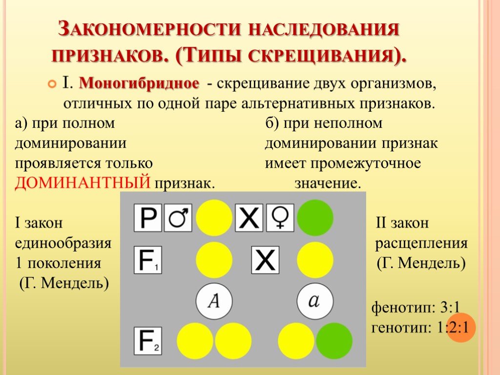 Генетика проект по биологии 9 класс