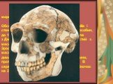 морфологічні особливості Обсяг мозку H. erectus більше ніж у H. habilis і становить від 850 см3 у найбільш ранніх особин, до 1200 см3 у найбільш пізніх (проте черепа з ​​Дманісі помітно менше). Череп дуже товстий з масивними надочноямковими валиками. Зростання досягало 180 см, статура більш масивне,