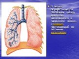В лёгких осуществляется газообмен между воздухом, находящимся в паренхиме лёгких, и кровью, протекающей по лёгочным капиллярам.