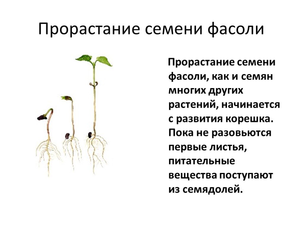 Процессы в жизни растений 5 класс биология. Стадии прорастания семян фасоли. Этапы прорастания семян 6 класс биология. Семена фасоли прорастание семян. Описание опыта прорастания семян гороха.