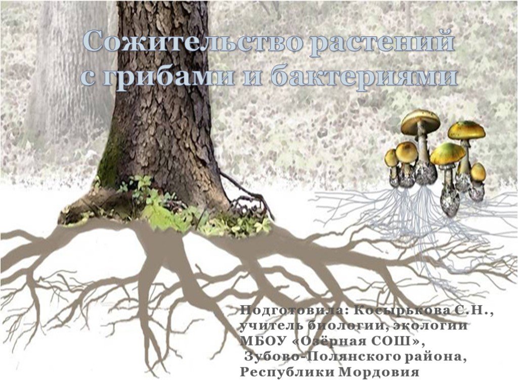 Шляпочный гриб и дерево. Строение гриба микориза. Микориза с грибами-симбионтами. Шляпочные грибы микориза. Симбиоз грибницы с корнем дерева.