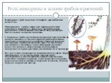 Роль микоризы в жизни грибов и растений. В микоризе гриб получает от корней органические вещества. Микоризные грибы помогают корням растений укреплять иммунитет, бороться с возбудителями различных заболеваний, всасывать воду, фосфор и питательные вещества из почвы. С помощью гриба растение используе