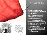 Гидатода листа первоцвета (Primula sinensis): А - продольный разрез; Б - вид с поверхности. 1 - эпидерма, 2 - замыкающая клетка водяного устьица, 3 - эпитема, 4 - хлоренхима, 5 - межклетники, 6 - проводящий пучок, 7 - обкладка.