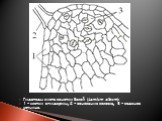 Гидатоды листа яснотки белой (Lamium album): 1 - клетки эпидермы, 2 - основание волоска, 3 - водяное устьице.