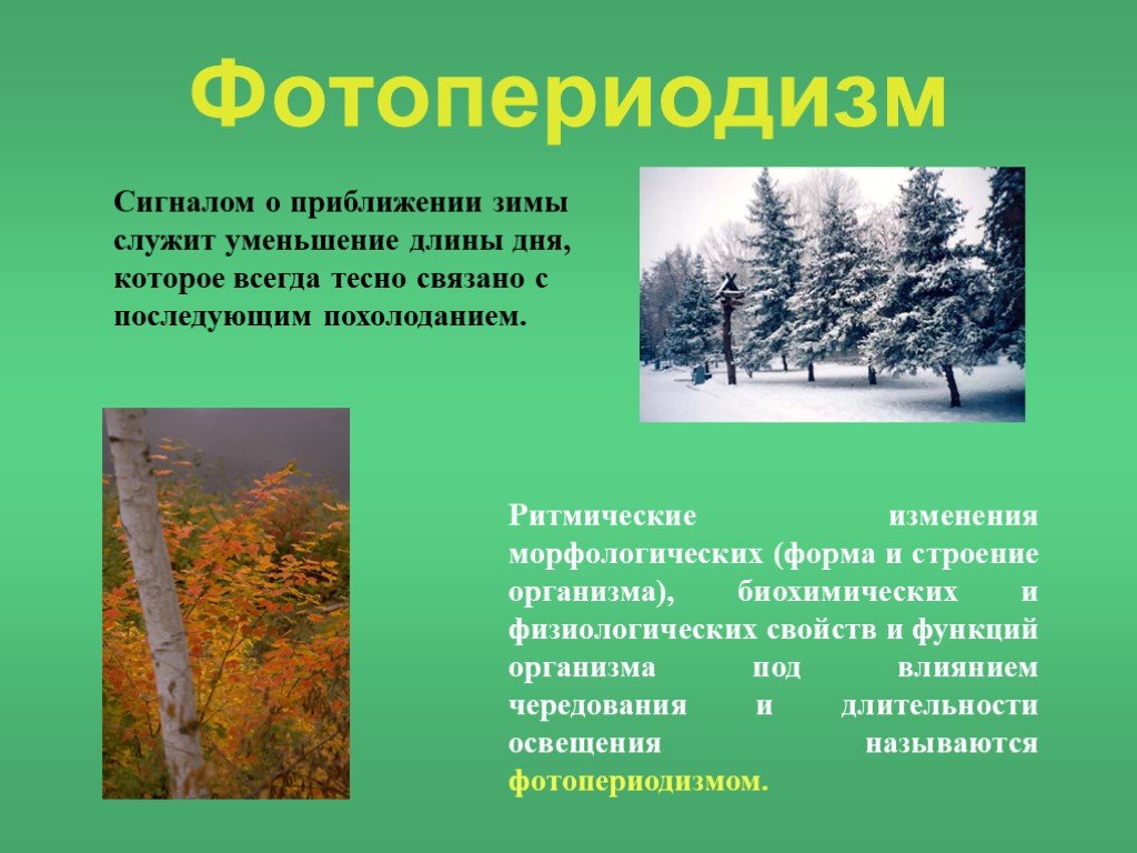 Сигналом к сезонным изменениям является. Фотопериодизм. Фотопериодизм презентация. Фотопериодизм у растений. Сезонные изменения растений зимой.