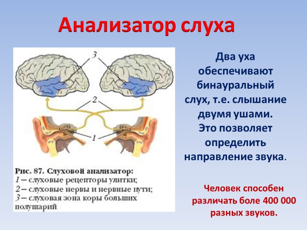 В каком отделе мозга находится центр слуха. Схема слухового анализатора рецепторы. Строение слухового анализатора с коры. Основные зыень слкхового анадищатора. Части слухового анализатора схема.