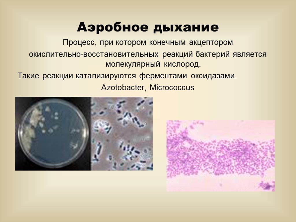 Микробиологические на аэробные микроорганизмы. Аэробное дыхание микроорганизмов. Процесс аэробного дыхания. Аэробное дыхание микробиология. Аэробное дыхание примеры.