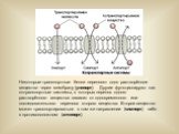 Некоторые транспортные белки переносят одно растворённое вещество через мембрану (унипорт). Другие функционируют как котранспортные системы, в которых перенос одного растворённого вещества зависит от одновременного или последовательного переноса второго вещества. Второе вещество может транспортирова