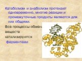 Катаболизм и анаболизм протекают одновременно, многие реакции и промежуточные продукты являются для них общими. Все процессы обмена веществ катализируются ферментами