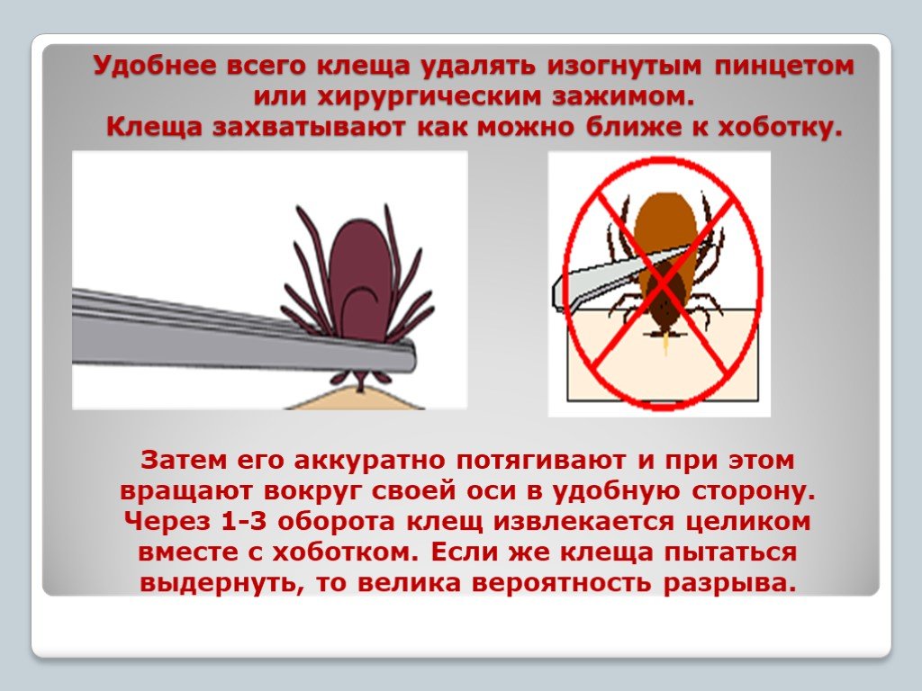 Презентация опасность клещей