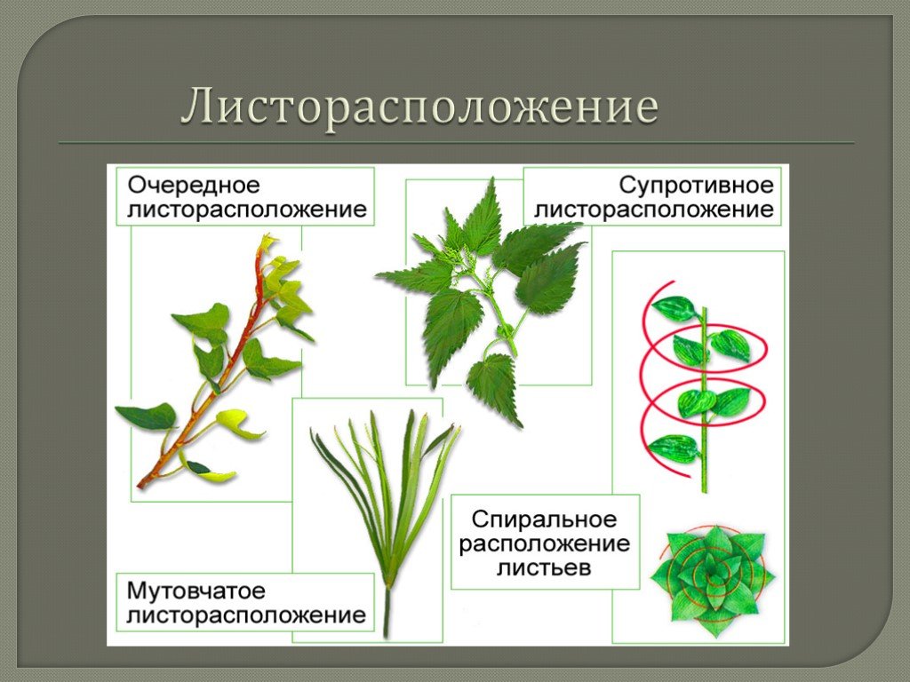Какое листорасположение называют супротивным. Тип листорасположения зверобоя. Листорасположение хлорофитума. Спиральное расположение листьев. Листорасположение 6 класс биология.