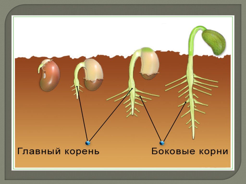 Характерный рост корня. Корневая система проростка фасоли. Развитие главного корня из зародышевого корешка семени. Строение корня проростка фасоли. Формирование корневой системы.