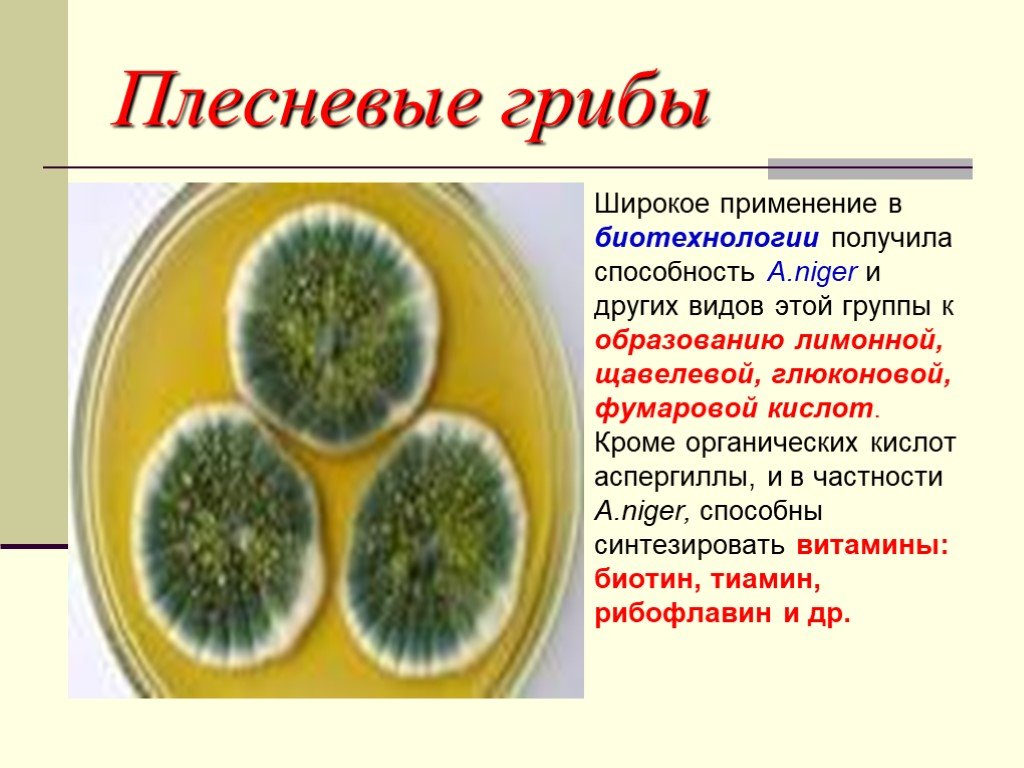 В каких биотехнологиях используют одноклеточные грибы. Мукор пеницилл аспергилл. Плесневые грибы. Плесневые грибы в биотехнологии. Одноклеточные плесневые грибы.