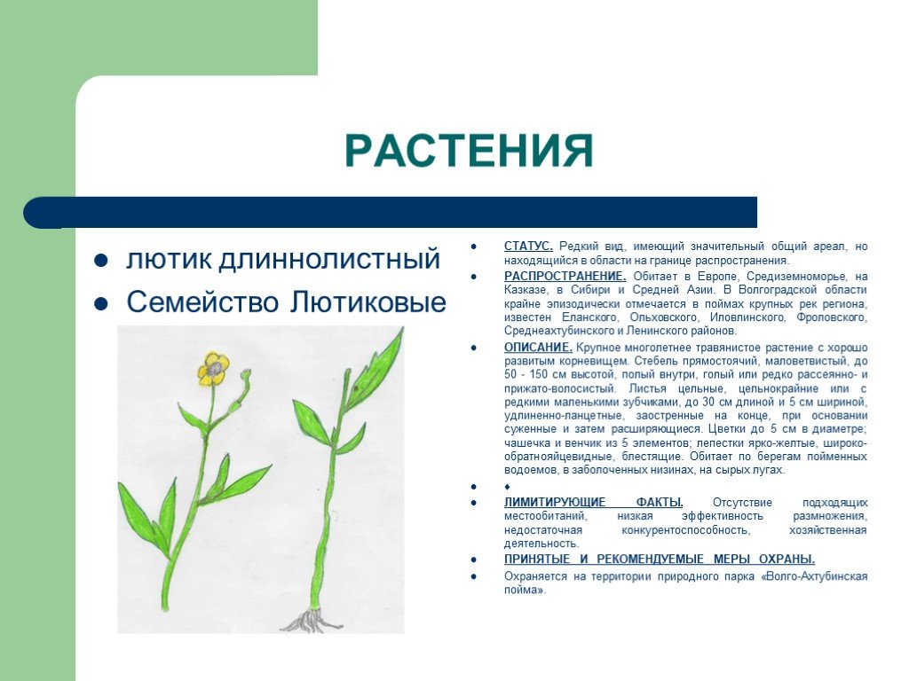 План рассказа о редком растении или животном. Лютик длиннолистный красная книга. Ареал Лютика. Общий план о редком растении. Лютик длиннолистный описание.