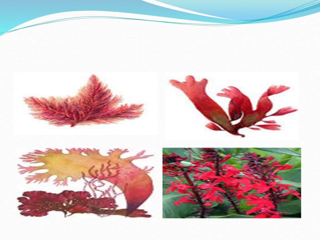 Красные водоросли 7 класс впр. Красные водоросли рисовать. Красные водоросли презентация. Багрянки в природе и жизни человека. Проект на тему красные водоросли.