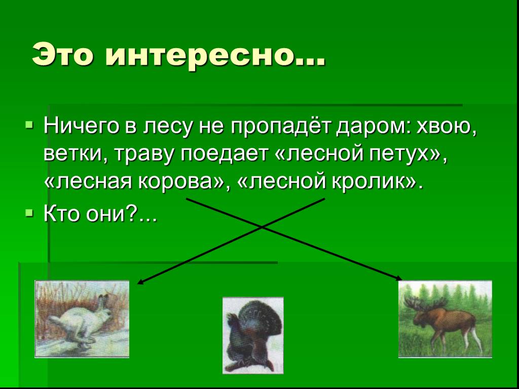 Интересные факты о лесных зонах. Интересные факты о животном лесных зон из книги зеленые страницы. Зелёные страницы интересные факты о животных. Книга зеленые страницы интересные факты о животных. Животные лесных зон интересные.