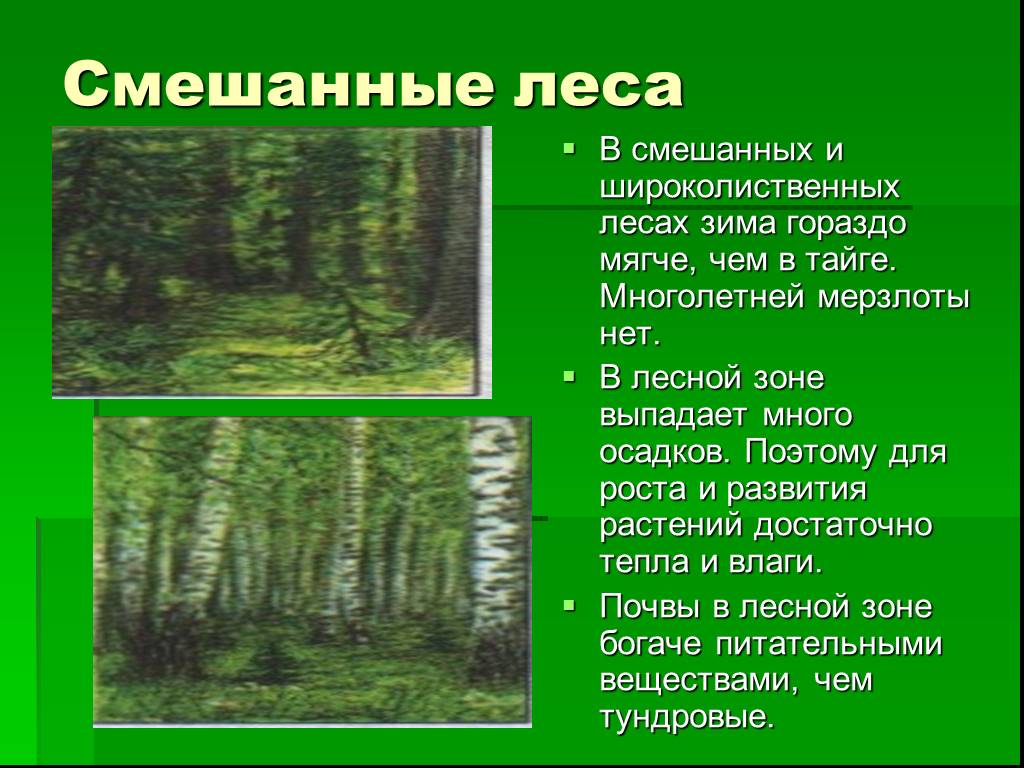 Проект широколиственные леса 5 класс - 96 фото