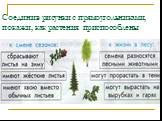 Соединив рисунки с прямоугольниками, покажи, как растения приспособлены