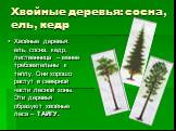 Хвойные деревья: сосна, ель, кедр. Хвойные деревья: ель, сосна, кедр, лиственница – менее требовательны к теплу. Они хорошо растут в северной части лесной зоны. Эти деревья образуют хвойные леса – ТАЙГУ.