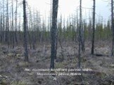 Лес, погибший вследствие разлива нефти. Мирнинский район, Ирелях