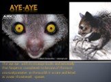 The aye-aye with its strange looks and extremely thin fingers is considered to be one of the most unusual primates in the world. It is rare and listed as a near-threatened species.